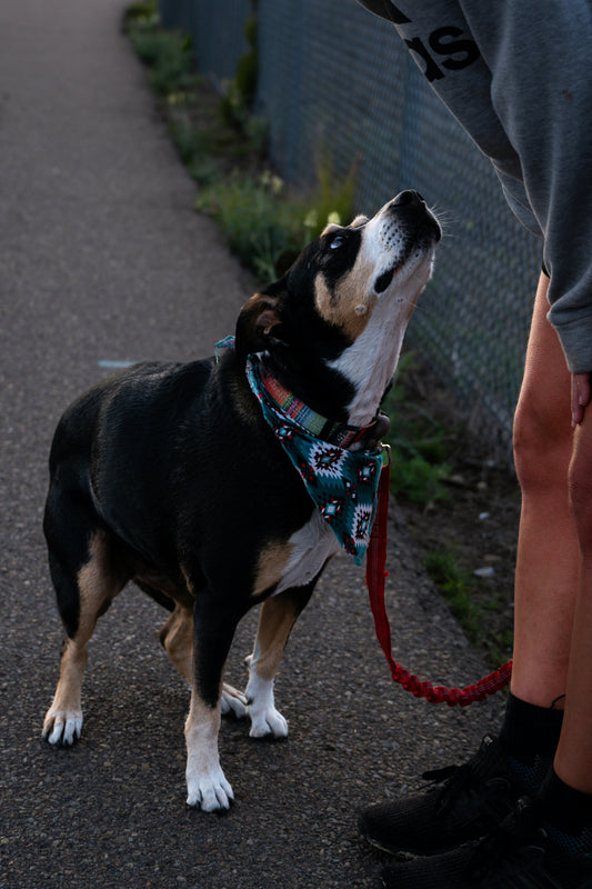 5 Subtle Signs Your Dog Needs More Attention