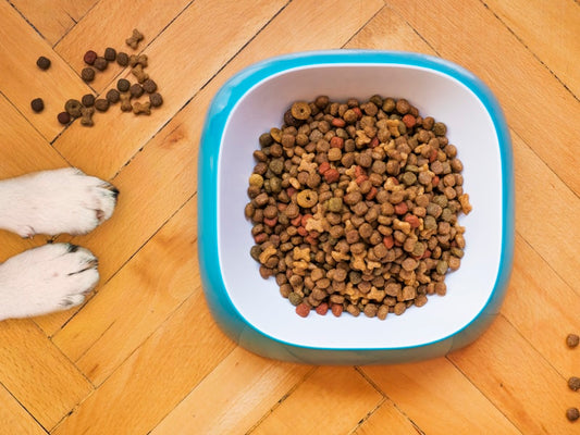 Senior Dog Care 2025: Aging Dog Health Guide