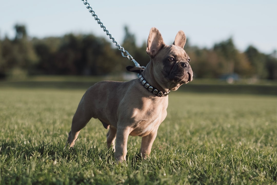 Leash Training Your Dog: Perfect Walking Without Pulling