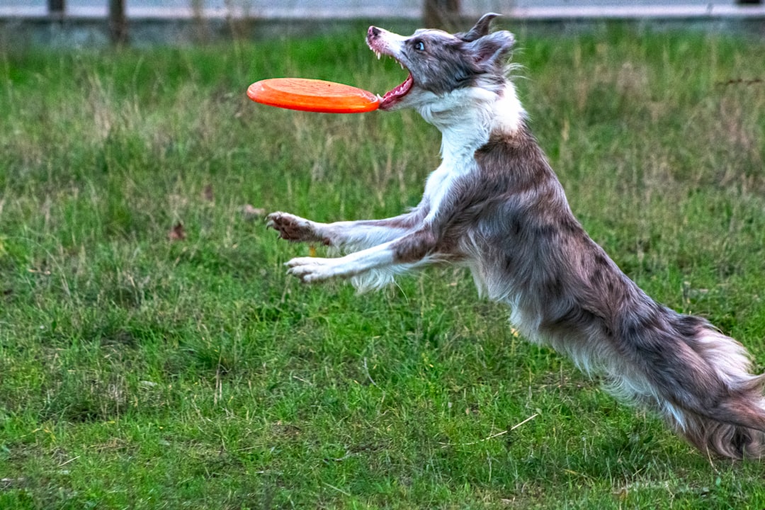 Dog Obedience Training: Essential Commands Every Dog Should Know